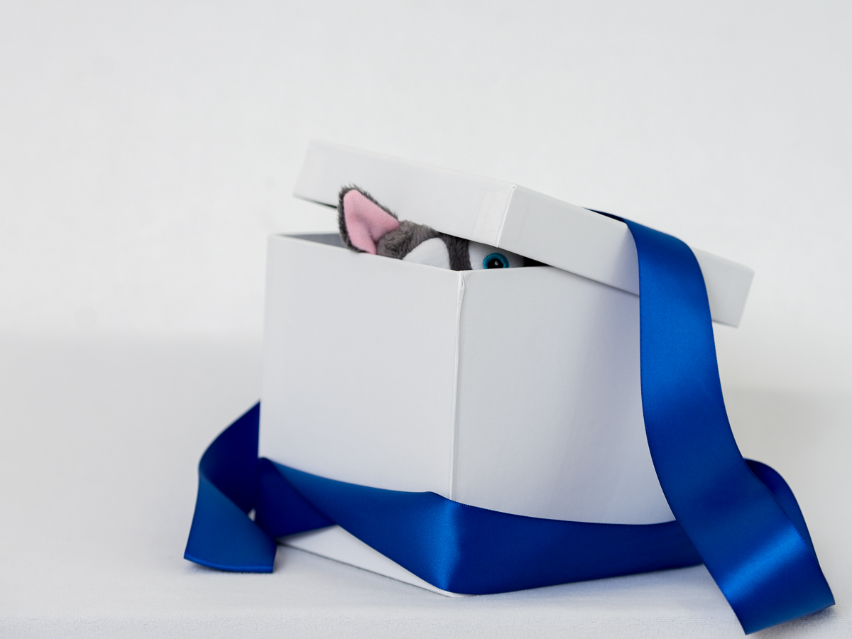 Johnathan JR Husky present