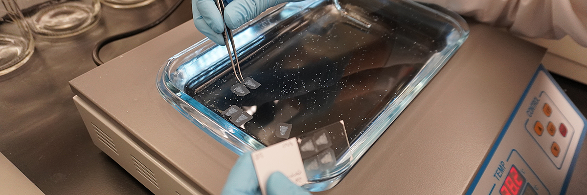 Histologic sections from paraffin-embedded mouse tissues are floated on a water bath in preparation for mounting on a microscope slide